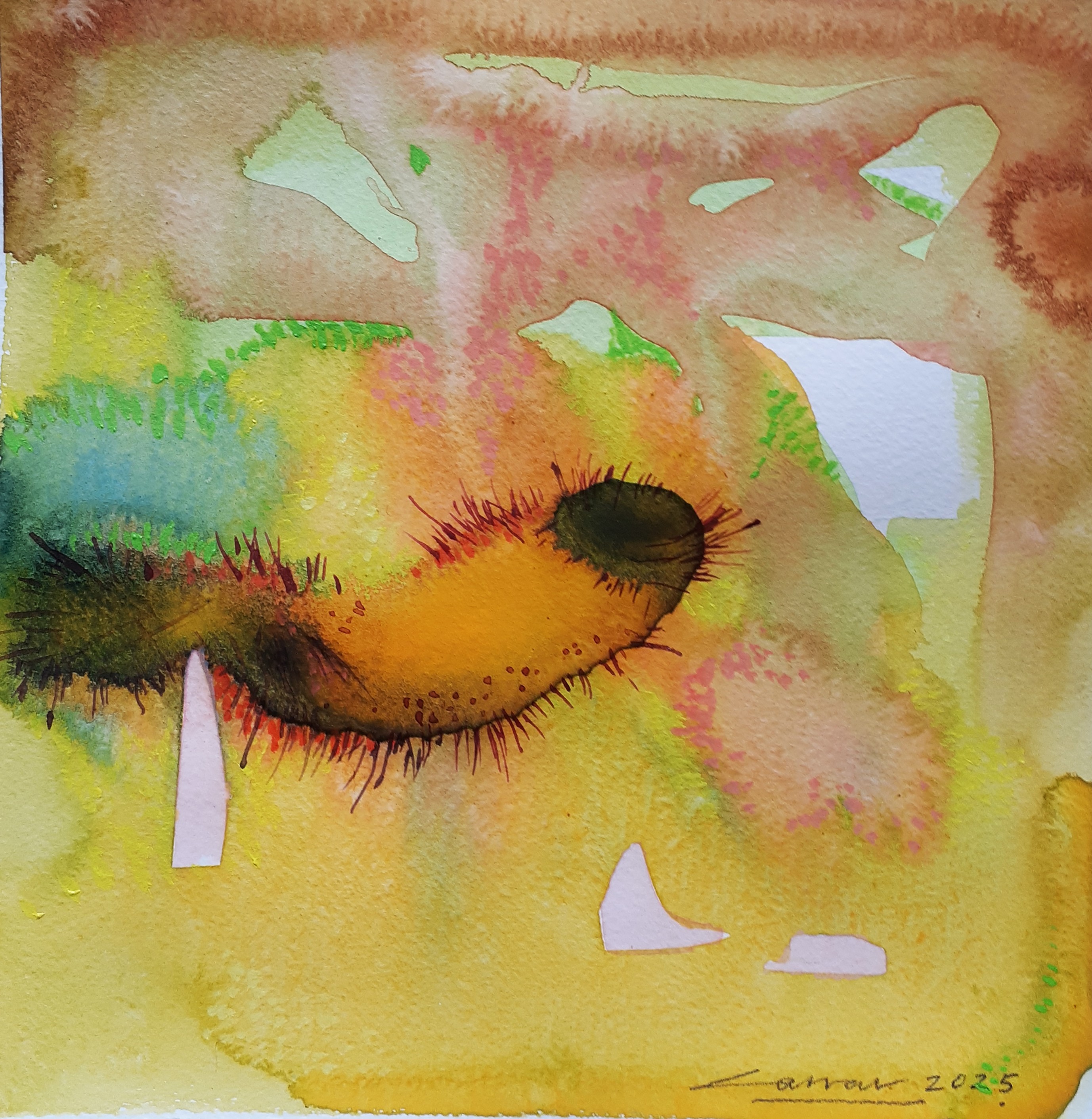 Cactus V: Watercolour, 20 x 20cm, 2025